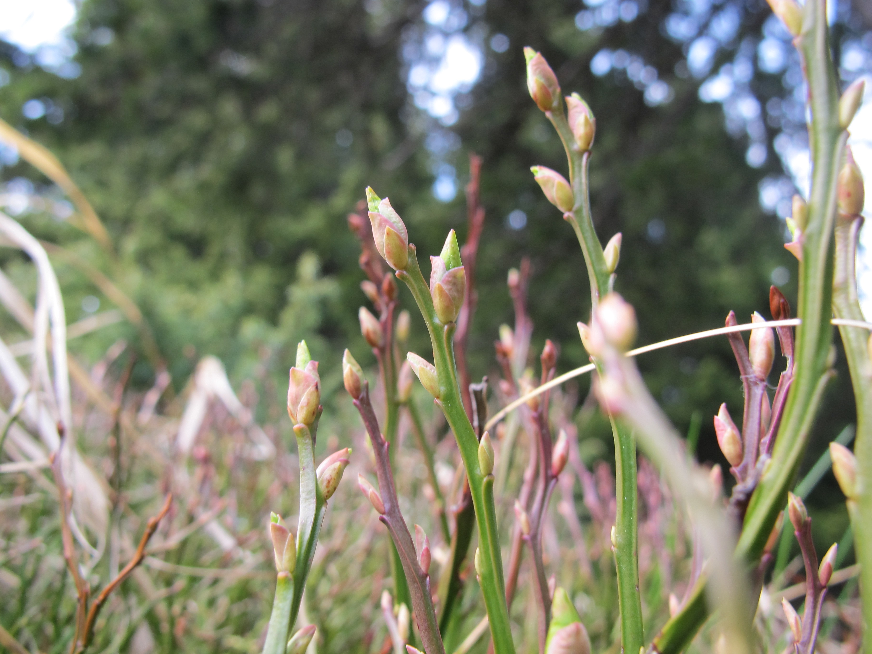 Knospenbild Heidelbeere