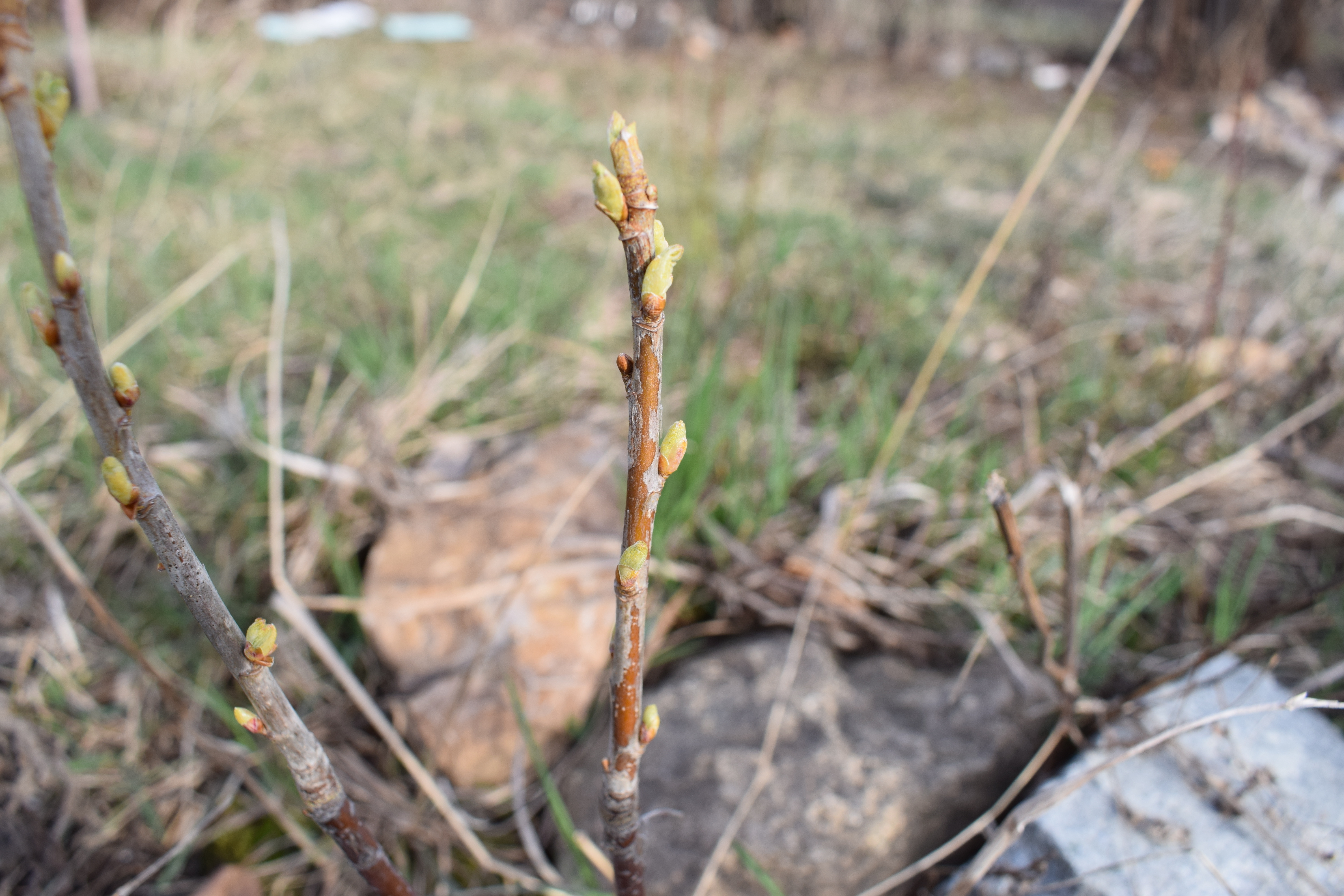 Knospen Johannisbeere