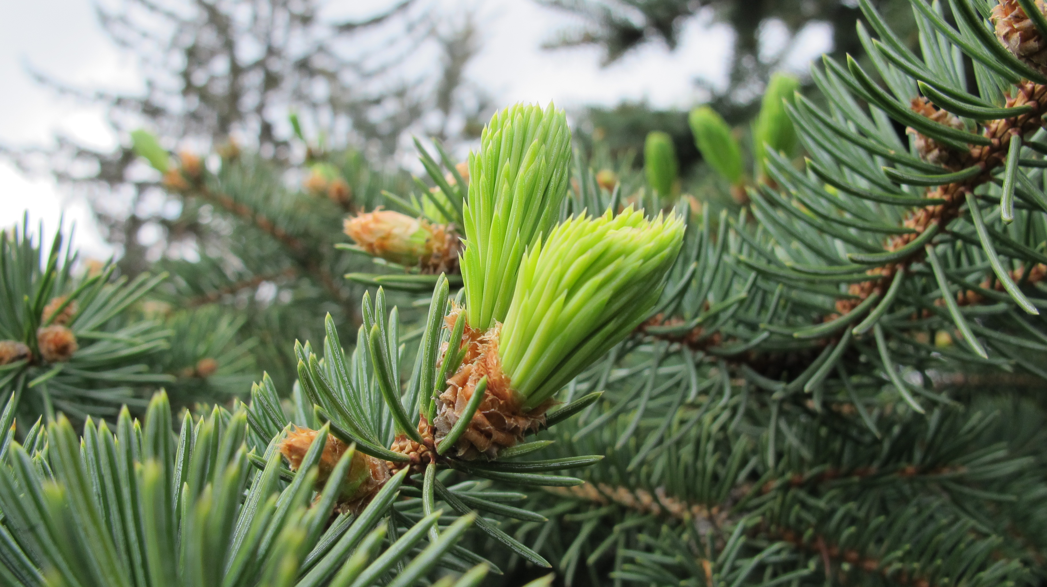 Edeltanne Triebspitzen