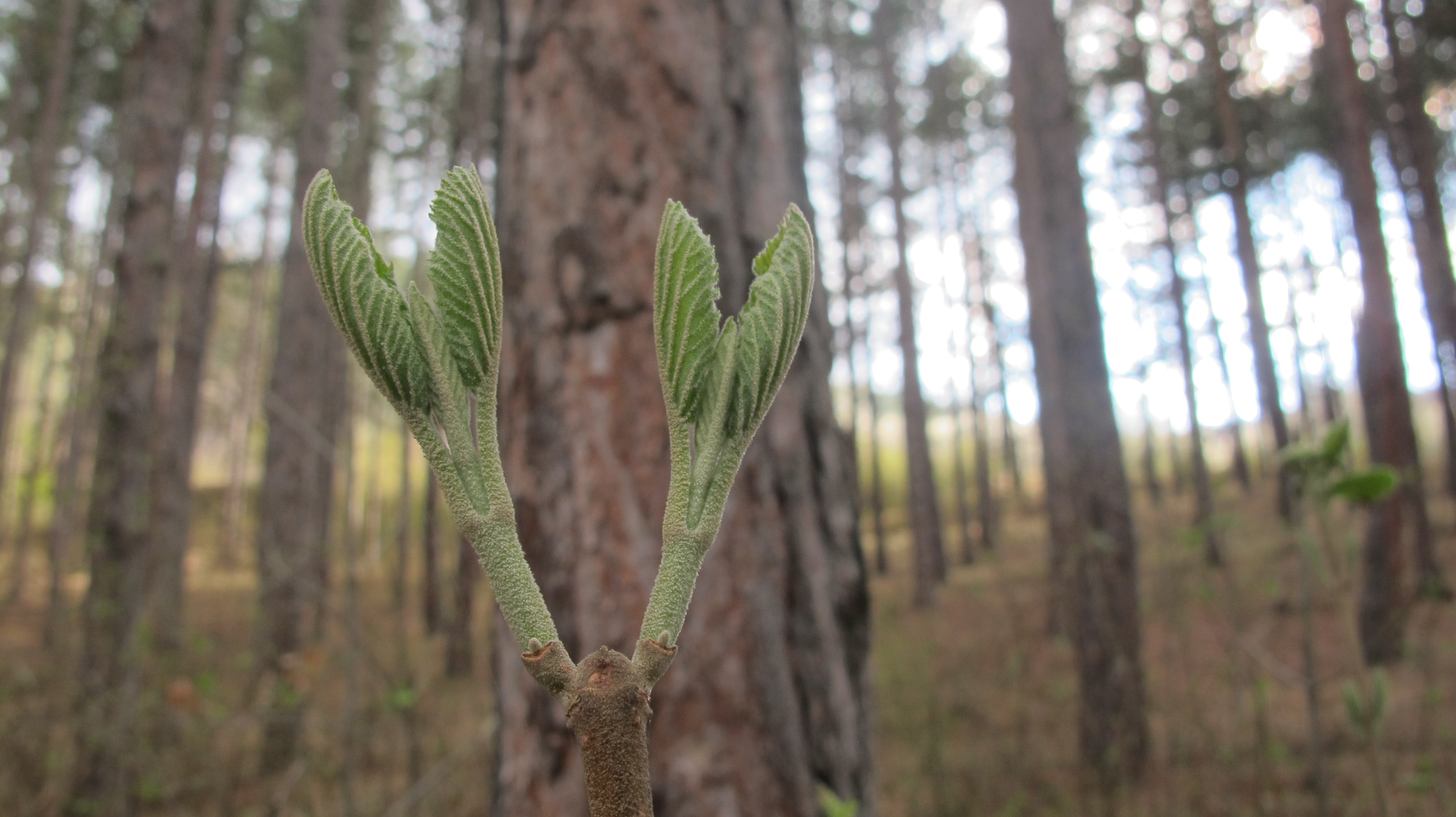 Knospen Wolliger Schneeball