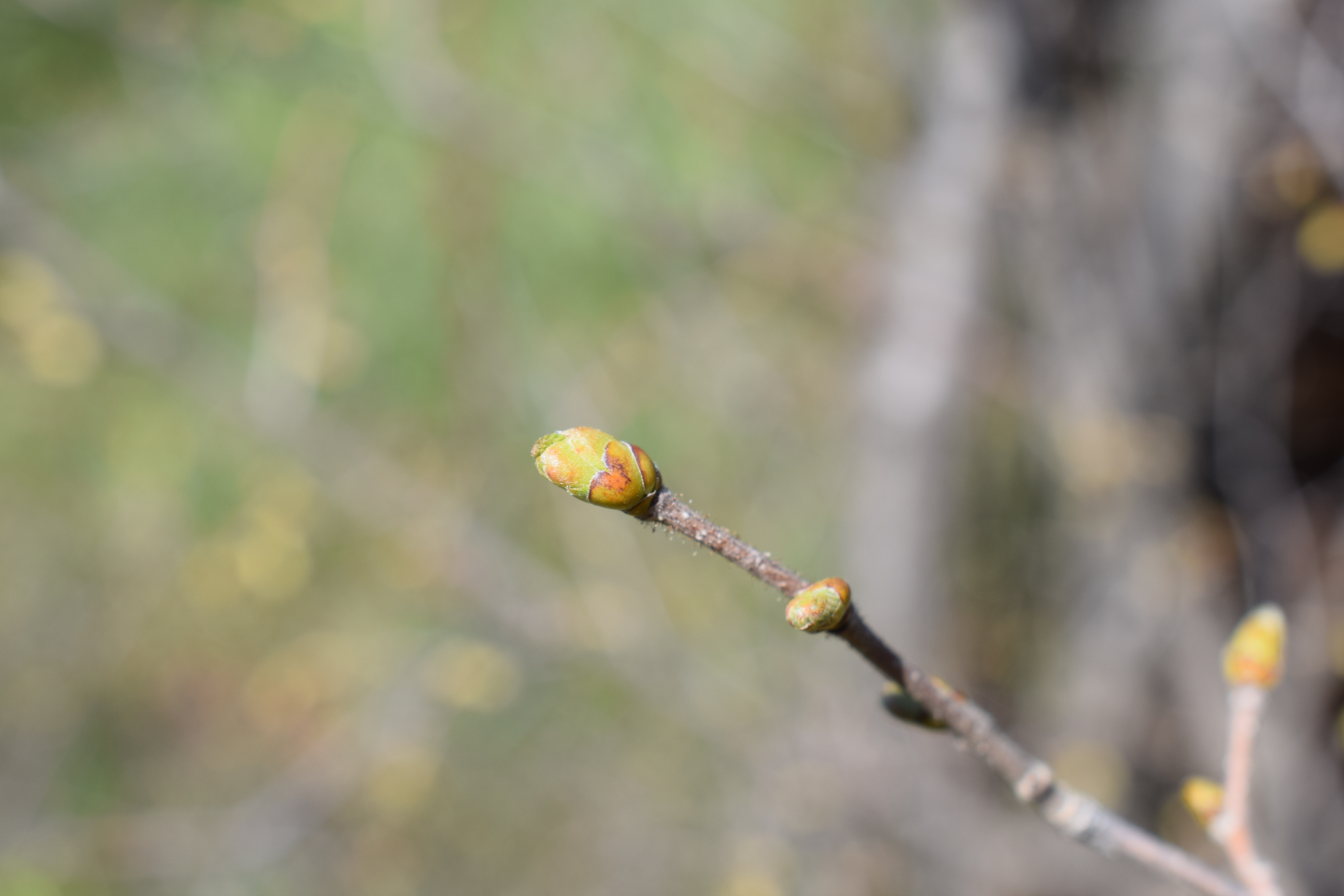 Haselnuss Knospenbild 2025